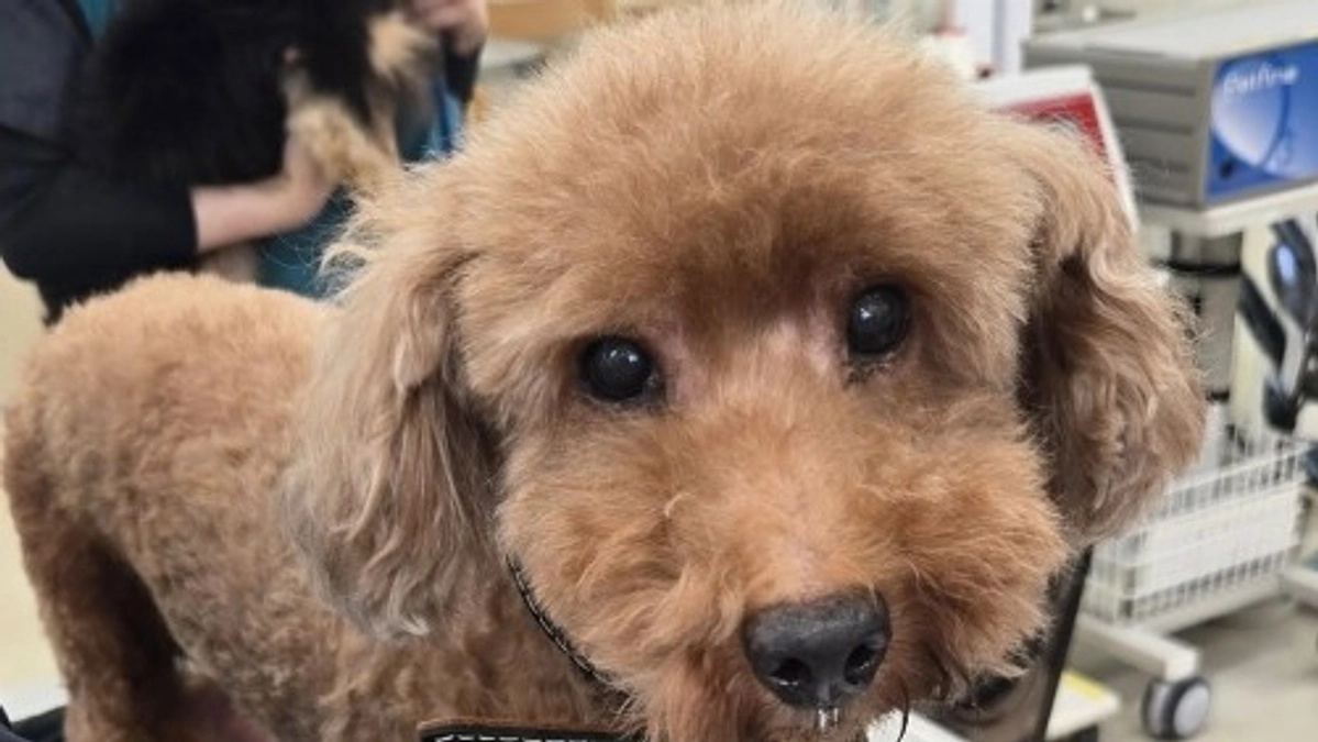 お盆に保護した子たち、新たな名前で再スタート！