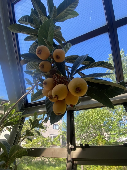 報告１　農園開墾・栽培作業が始まっています！