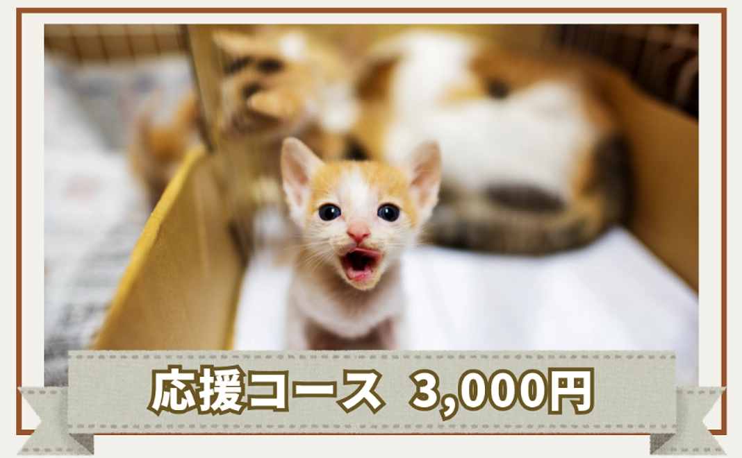 応援コース｜3,000円