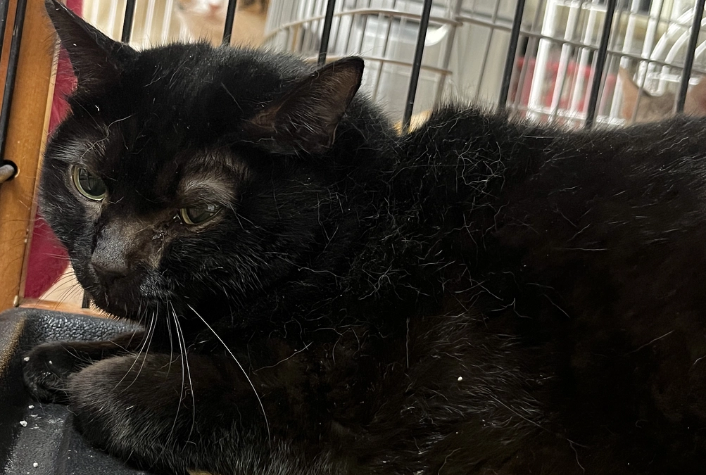 うーちゃんが腹腔内出血