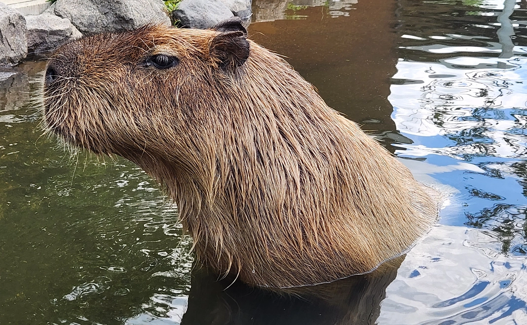 感謝のカピ便り　3,000
