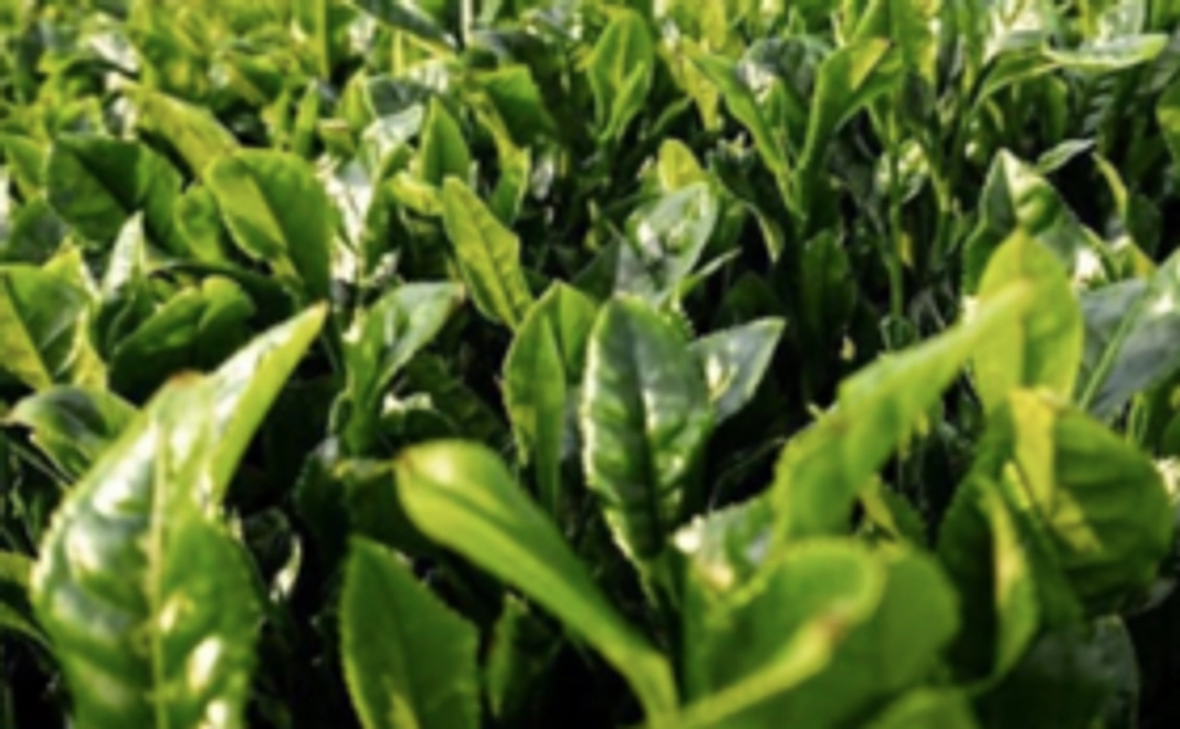 大山町産の有機栽培茶詰め合わせコース