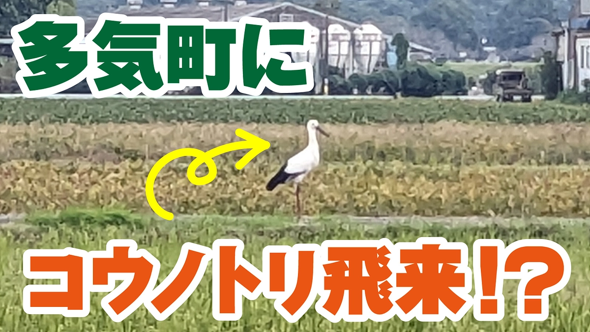 多気町にコウノトリが飛来！？