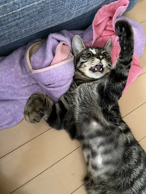 🍀代理支援のお知らせ🍀PayPayを追加致しました