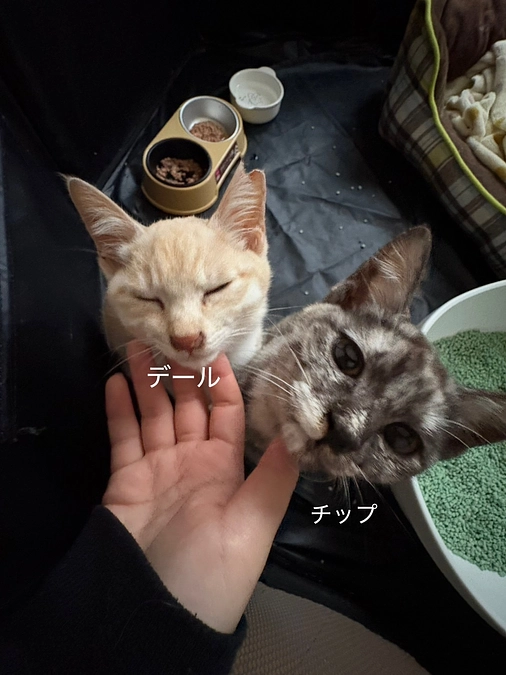 15匹の不妊去勢手術実施①