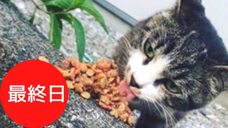 野良猫達に新しい家族を。それまでのお家を用意したい。