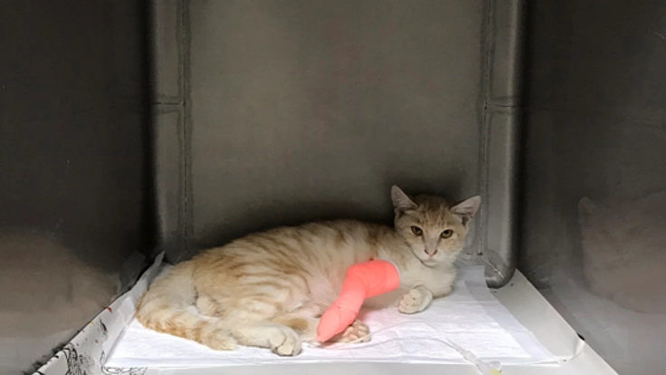 交通事故にあった猫ちゃんを支援してください