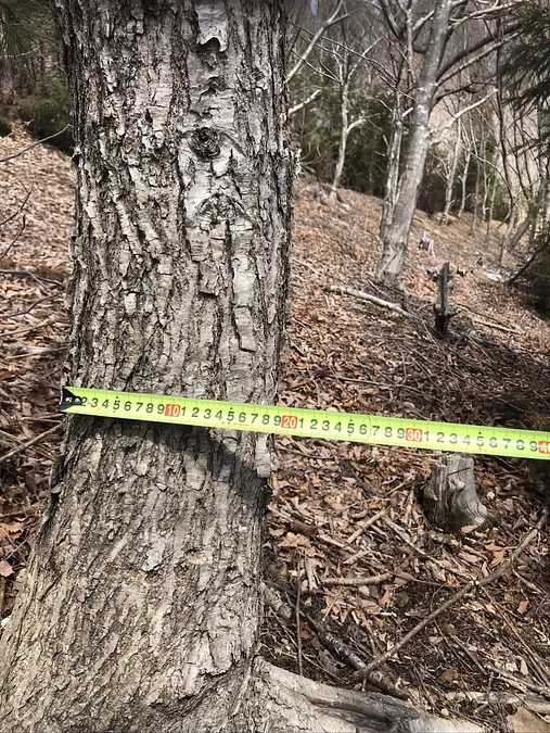 ミズナラ発見！