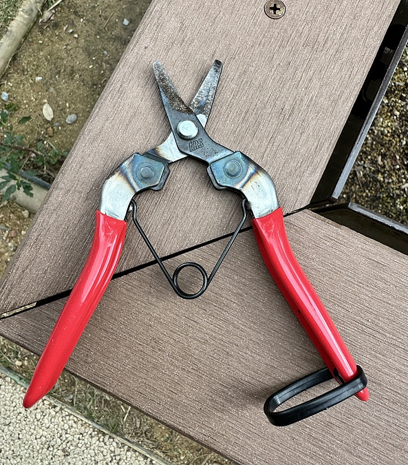 今のうちに………