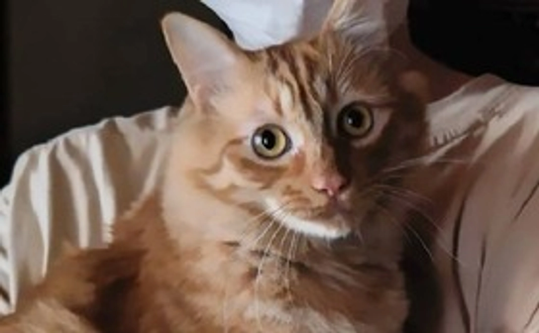 フード・猫砂代に。。