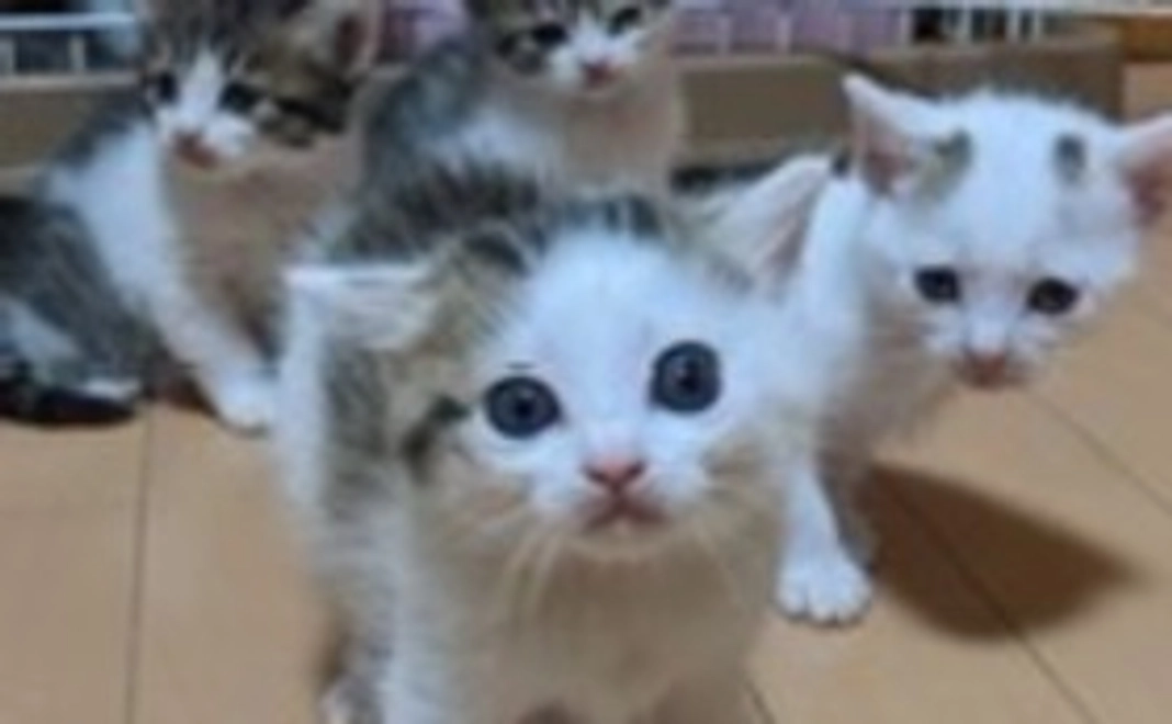 保護活動報告とお礼のメール