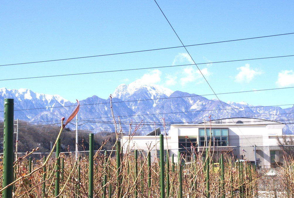 【近況のご報告】氷点下3度、剪定作業　花芽が膨らんできています!!