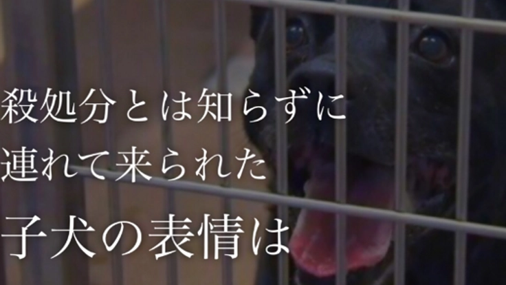 殺処分の今を伝えたい！写真集で認識を高めて意識改善をしたい！