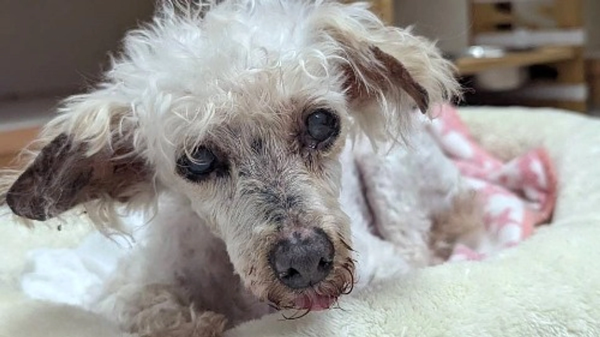 【終生飼養の子たちにも幸せを】高齢の飼い主に「殺処分すればいい」と言われたメリリー