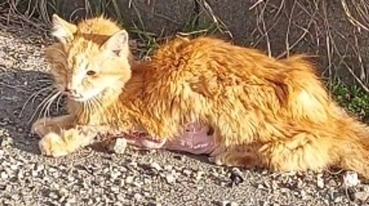 終了日まであと5日！どの子の命も諦めたくない！