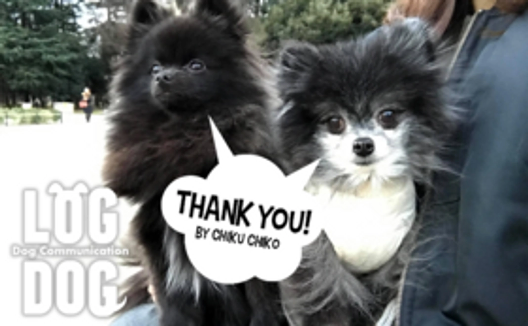 チクチコよりサンクスレター