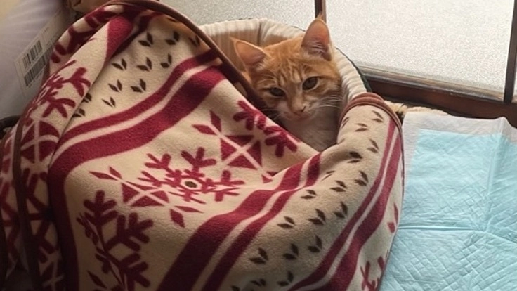 保護した野良猫の子猫が骨盤骨折をしている