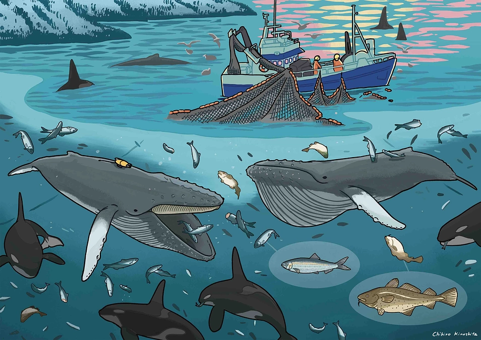 ザトウクジラの拾い食い