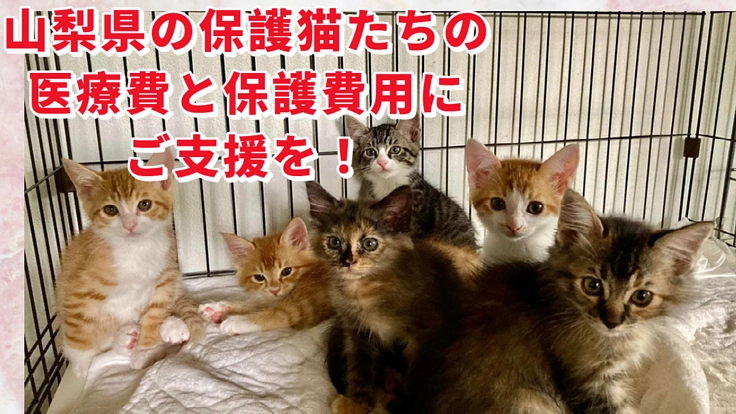 殺処分ゼロのその先へ　山梨県の保護猫活動の継続にご支援を！ - クラウドファンディング READYFOR