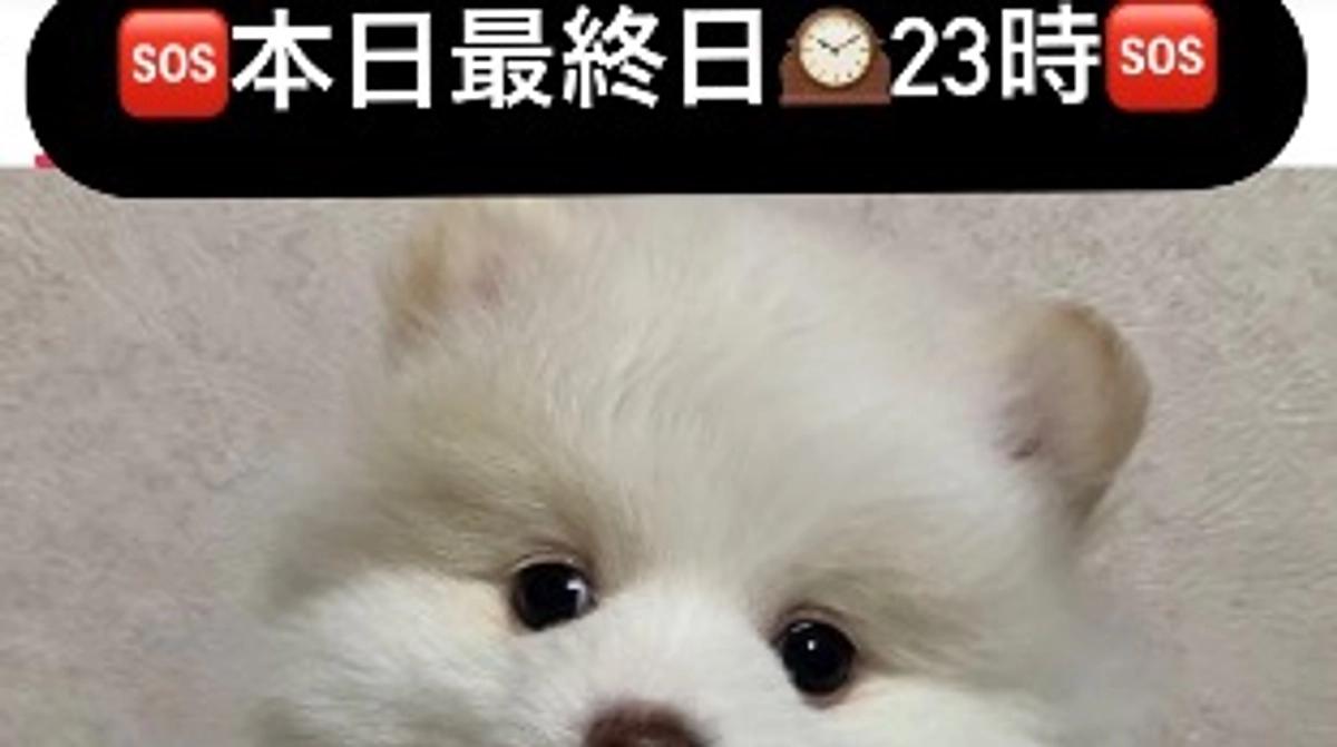 🆘最終日　本日23時まで🆘