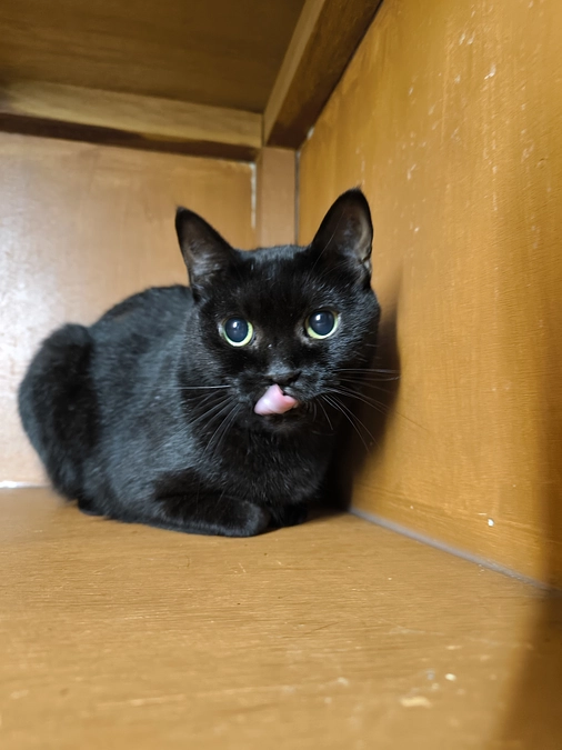 トライアルへ！