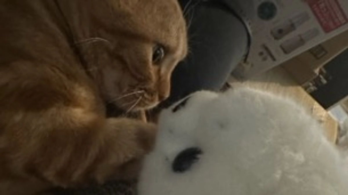 アザラシとふう