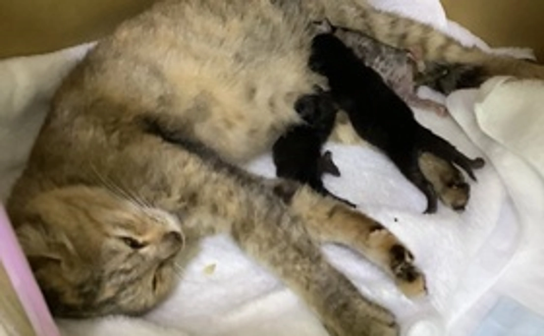 毎月3,000円応援コース