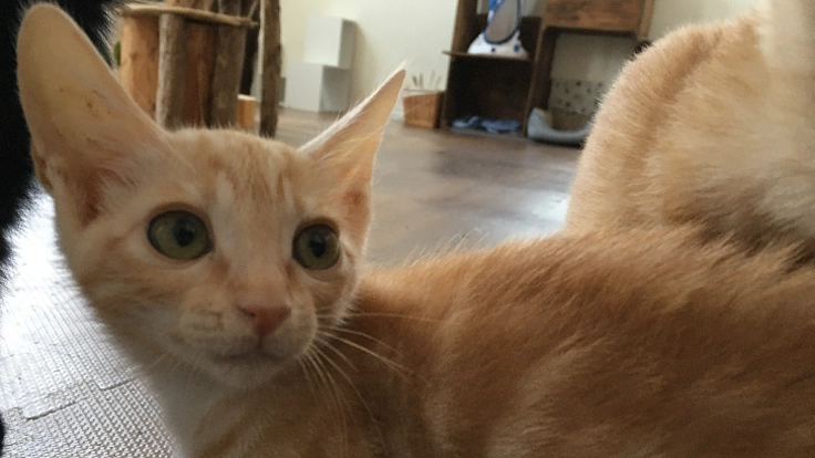 FIP(猫伝染性腹膜炎）を発症した子猫、ナツを助けたい