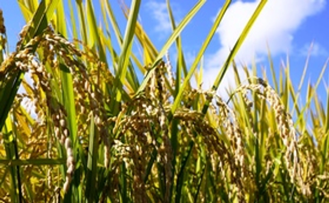 88CAFE人気NO1　福島県武藤ファーム産「天のつぶ」2016年産新米10kg