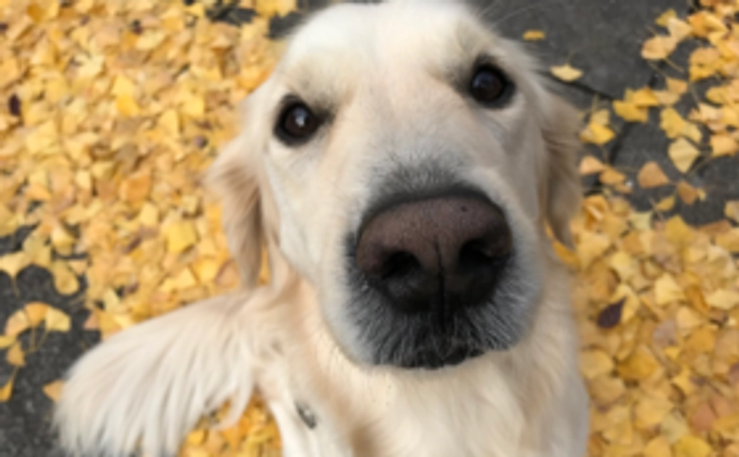 【犬たちのポストカード】