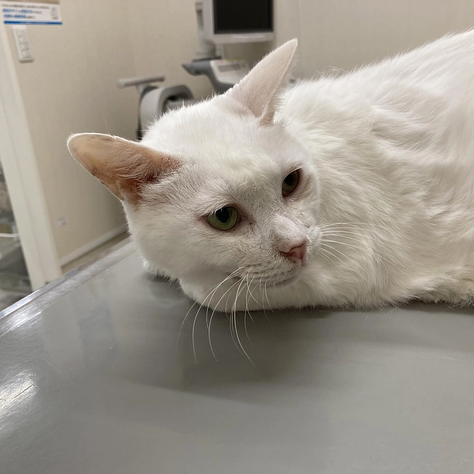 口内炎と慢性鼻炎