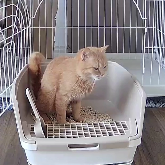 勝手にトップとベスト  5