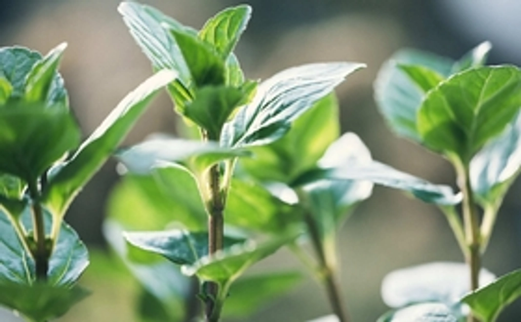 オリジナルハーブティー×1袋