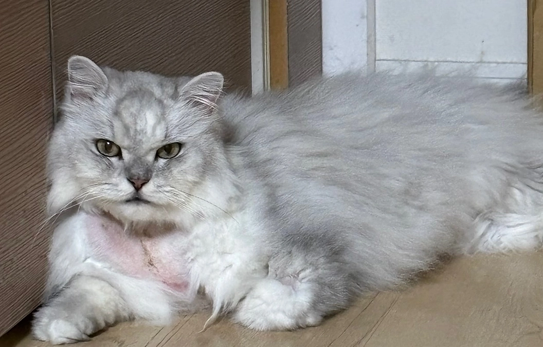 抗がん剤治療中　抜糸