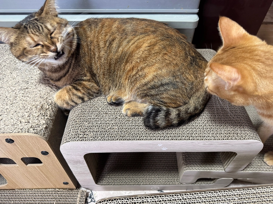 出費報告とニャンコの近況について