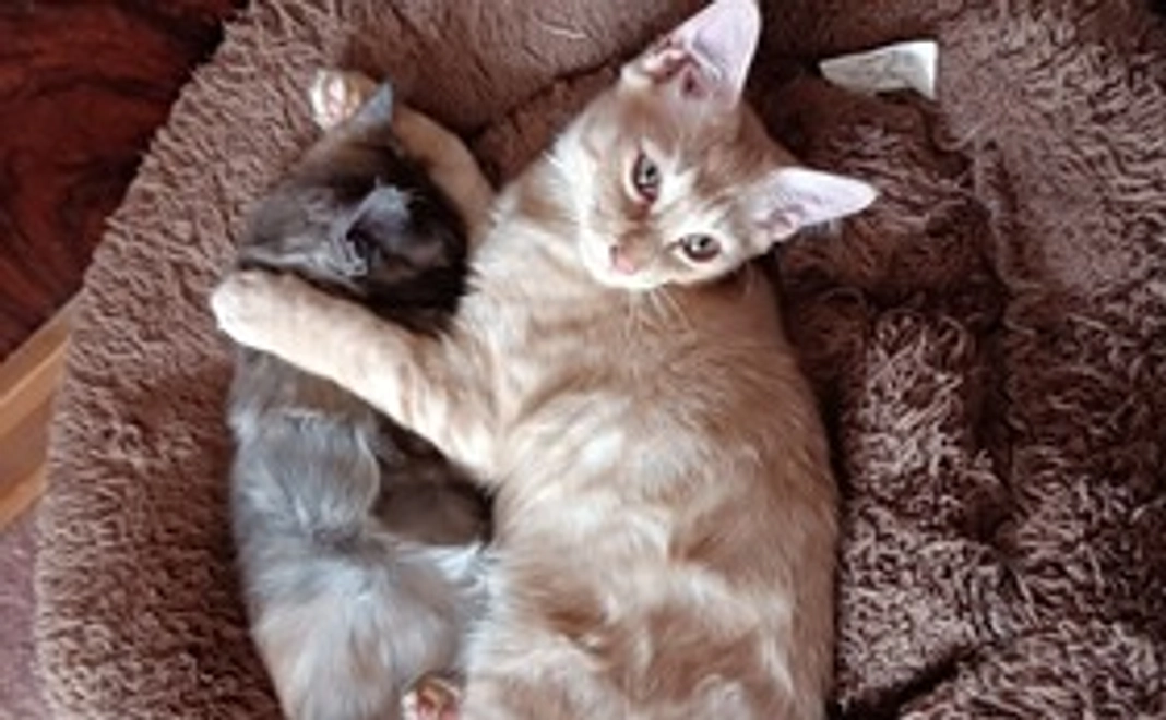 保護猫達の写真(2)とお礼のメール