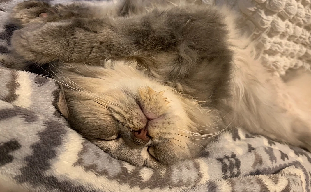 【感謝の気持ち2】ムクの写真付きメール＋近況報告