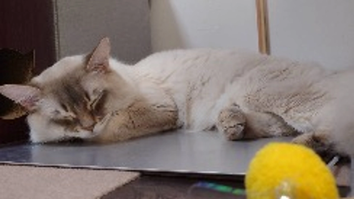 ラテの近況報告