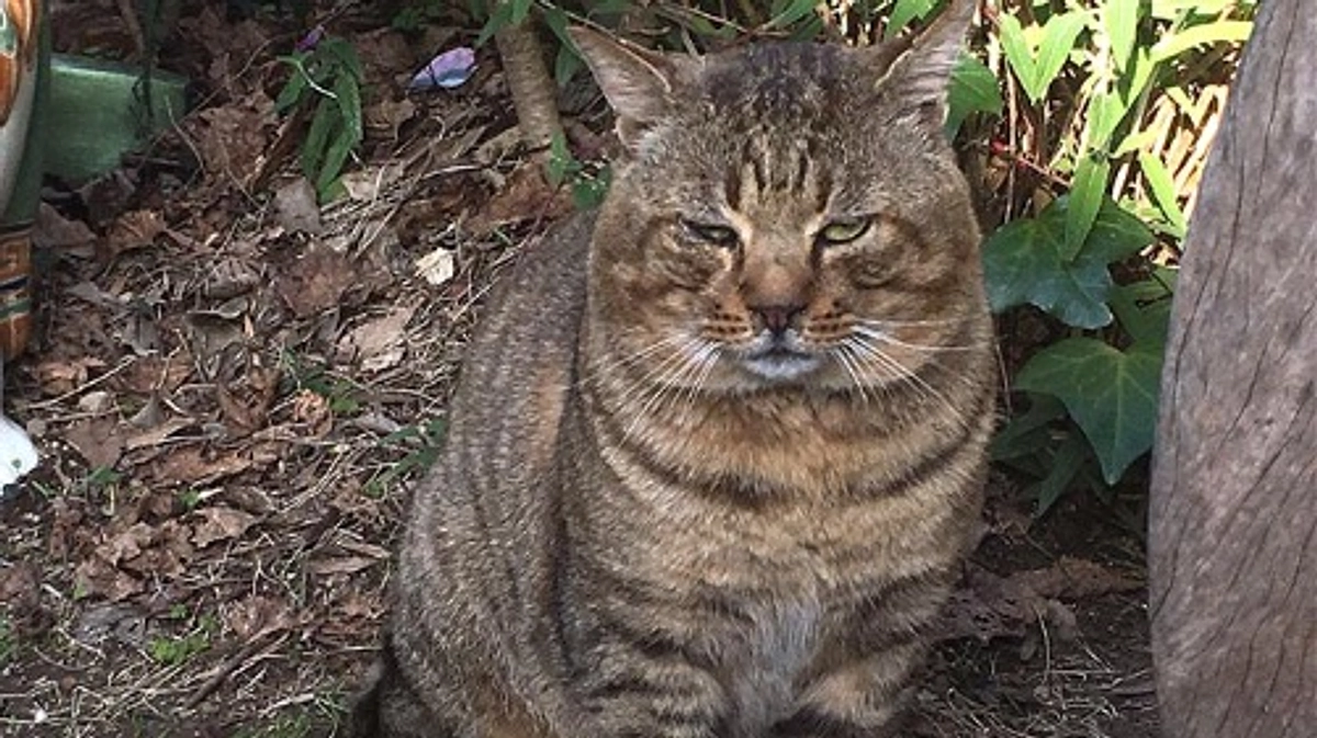 【残りあと6日！目指せ25日までに200万円！】咳き込んでいる外猫がいる。