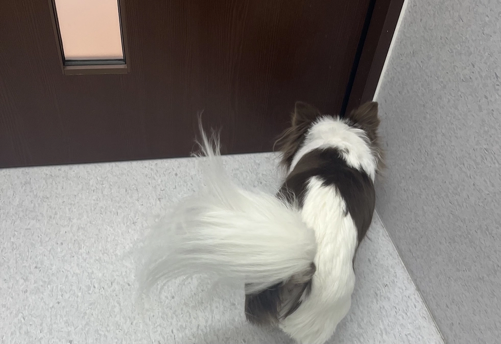 2024.01.08 術後一ヶ月検診のご報告。新たに乳腺腫瘍が見つかってしまいました。