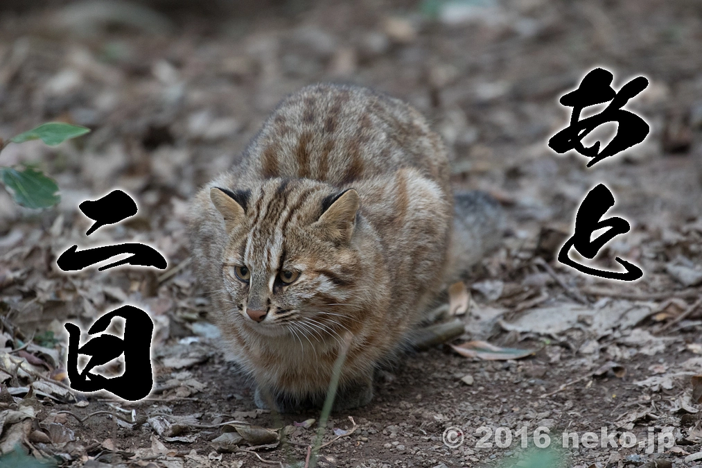 やべっちの野生個体ベストショット第2位