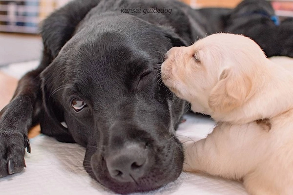 お母さん犬とパピーたち（２０２３／０８／０４）