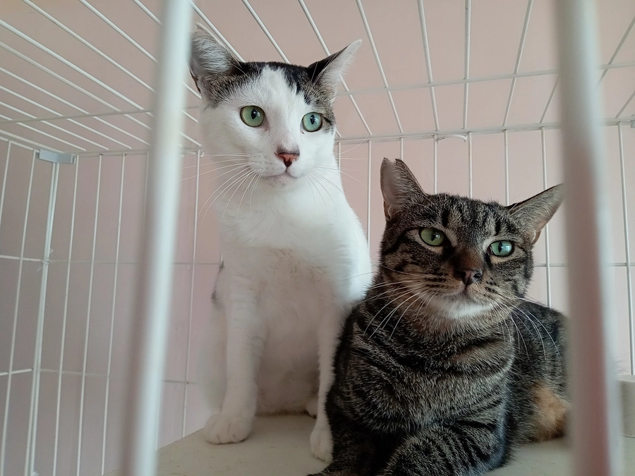 新店舗の開店は10月31日金曜日の予定です。