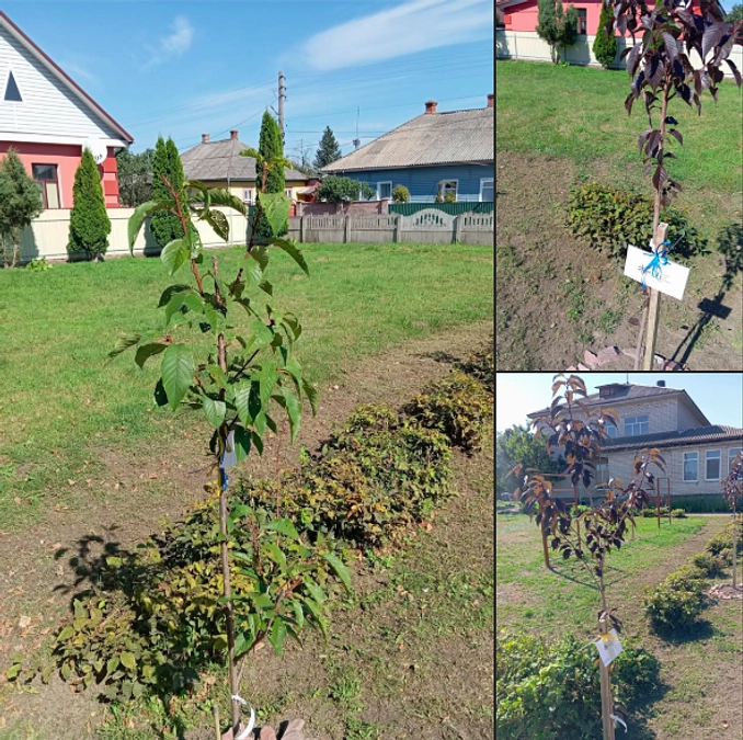 「地雷ではなく桜を大地に、ミサイルではなく花を大空に」