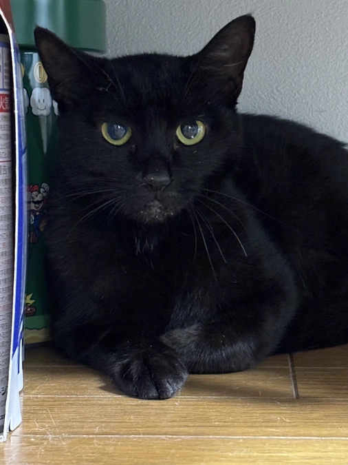 プロジェクトスタートして