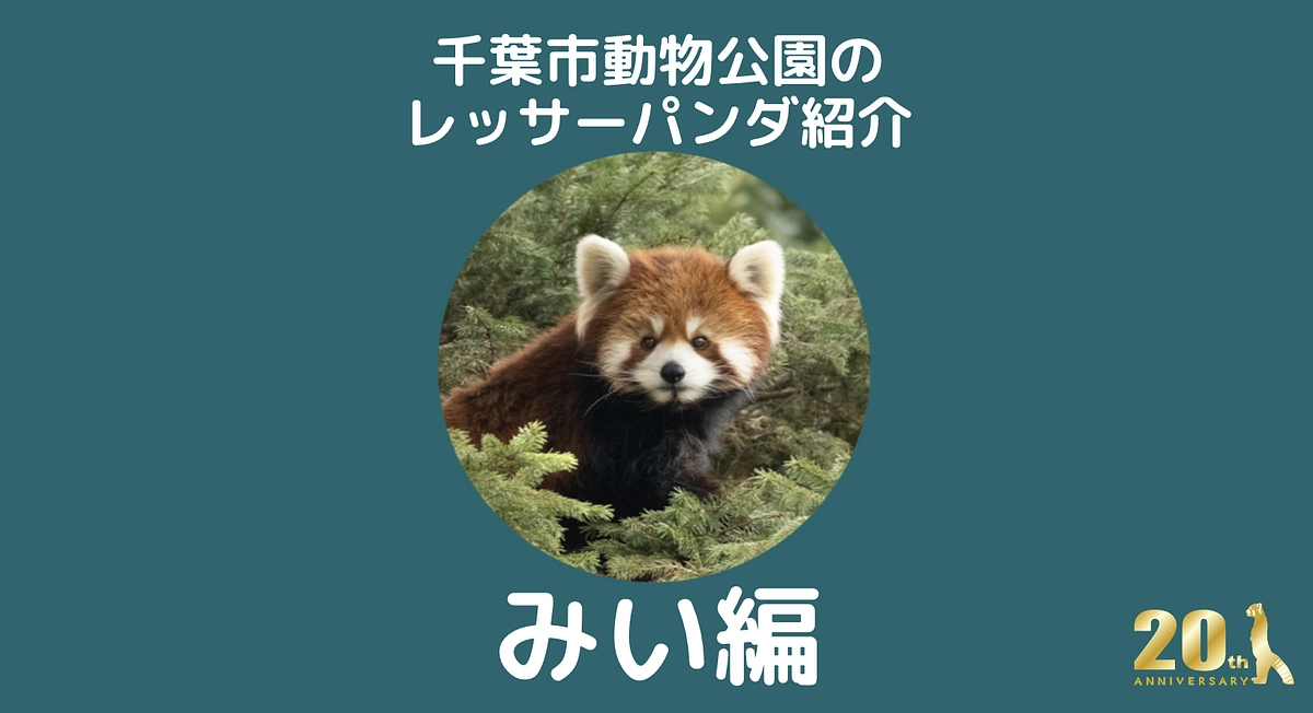 千葉市動物公園のレッサーパンダ紹介！【みい編】 風太20th記念