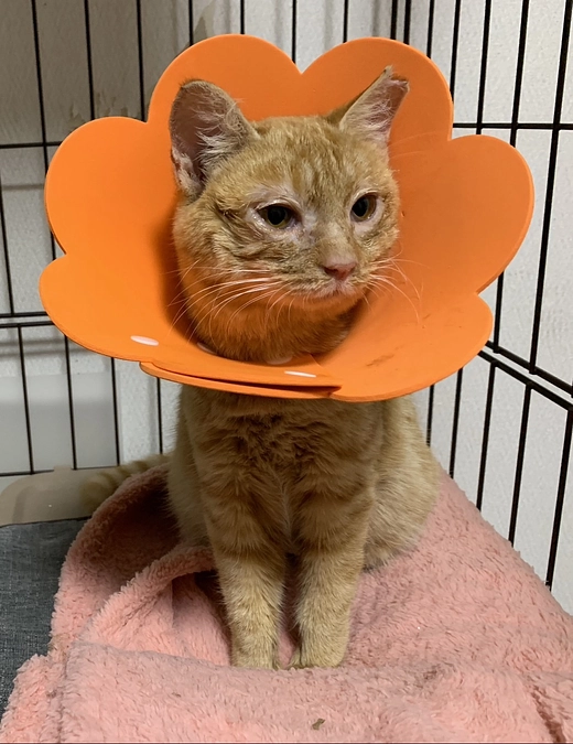 チャトラン　目やにで眼軟膏頑張っています！