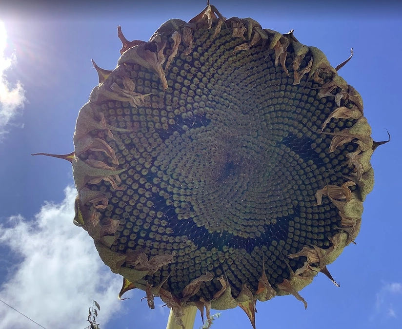 80％に届きそうです。あと365,000円まで来ました。