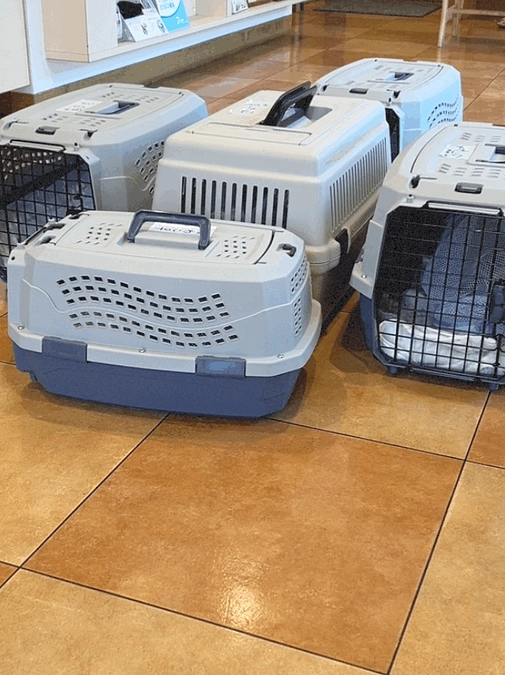 愛媛県から受け入れた猫さん達