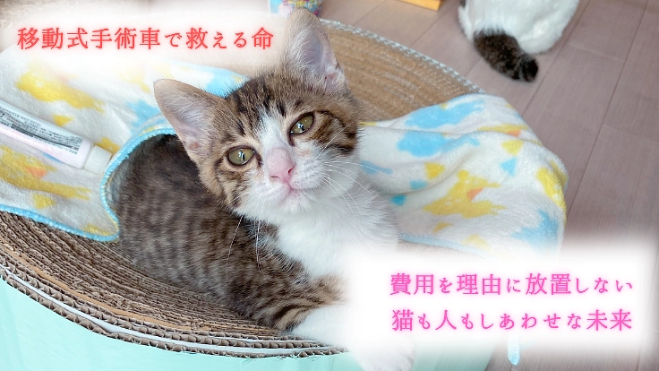 野良猫STOP！移動式手術室によるTNR活動で小さな命を救いたい